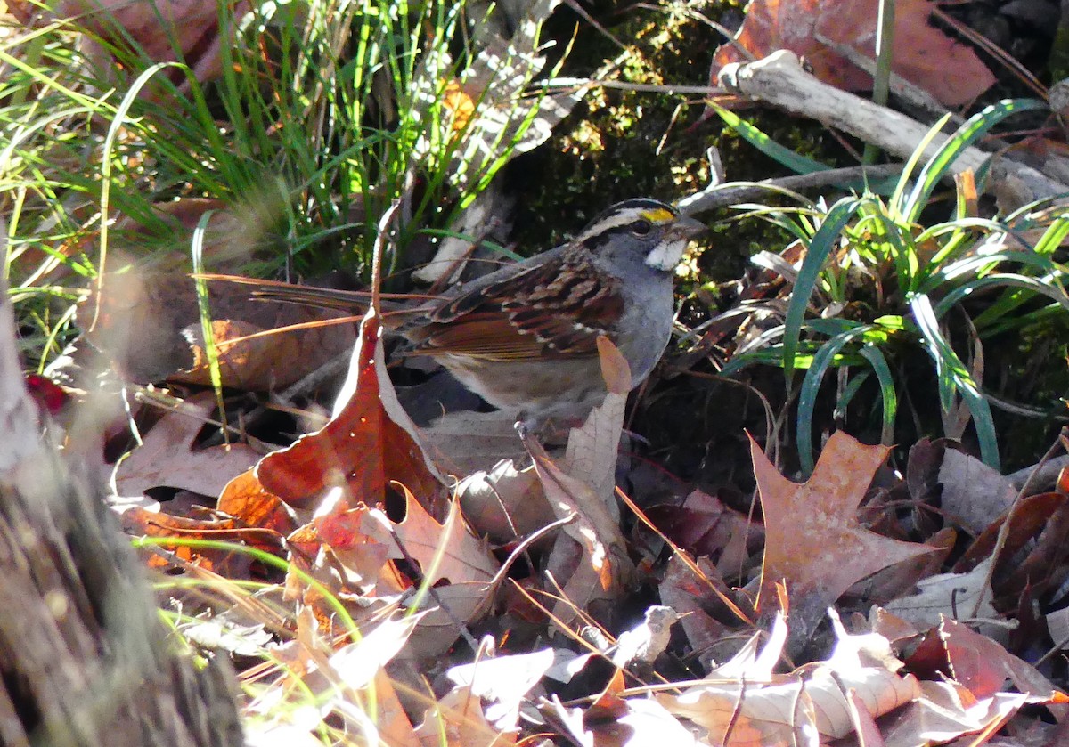 White-throated Sparrow - ML647661246