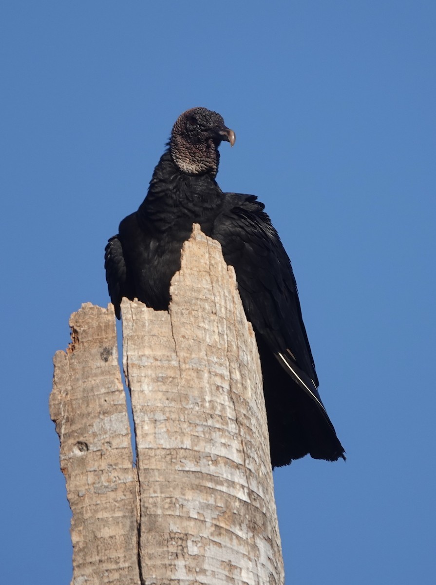 Катарта чорна - ML647661252