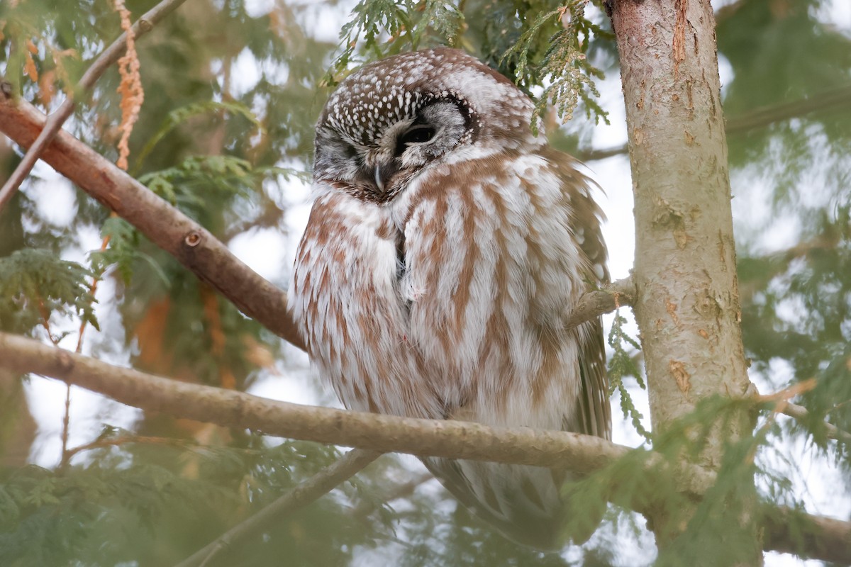 Сич волохатий - ML647661266