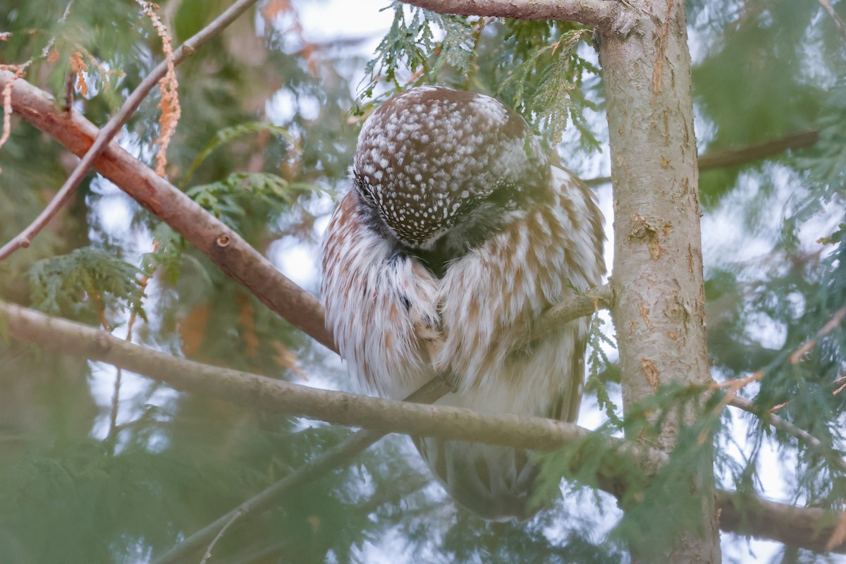 Сич волохатий - ML647661267