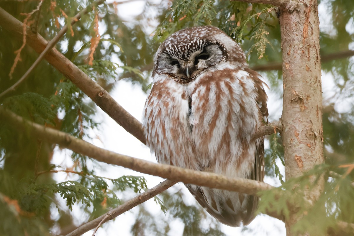 Сич волохатий - ML647661268