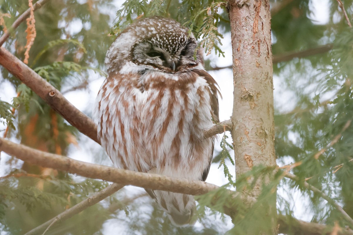 Сич волохатий - ML647661269