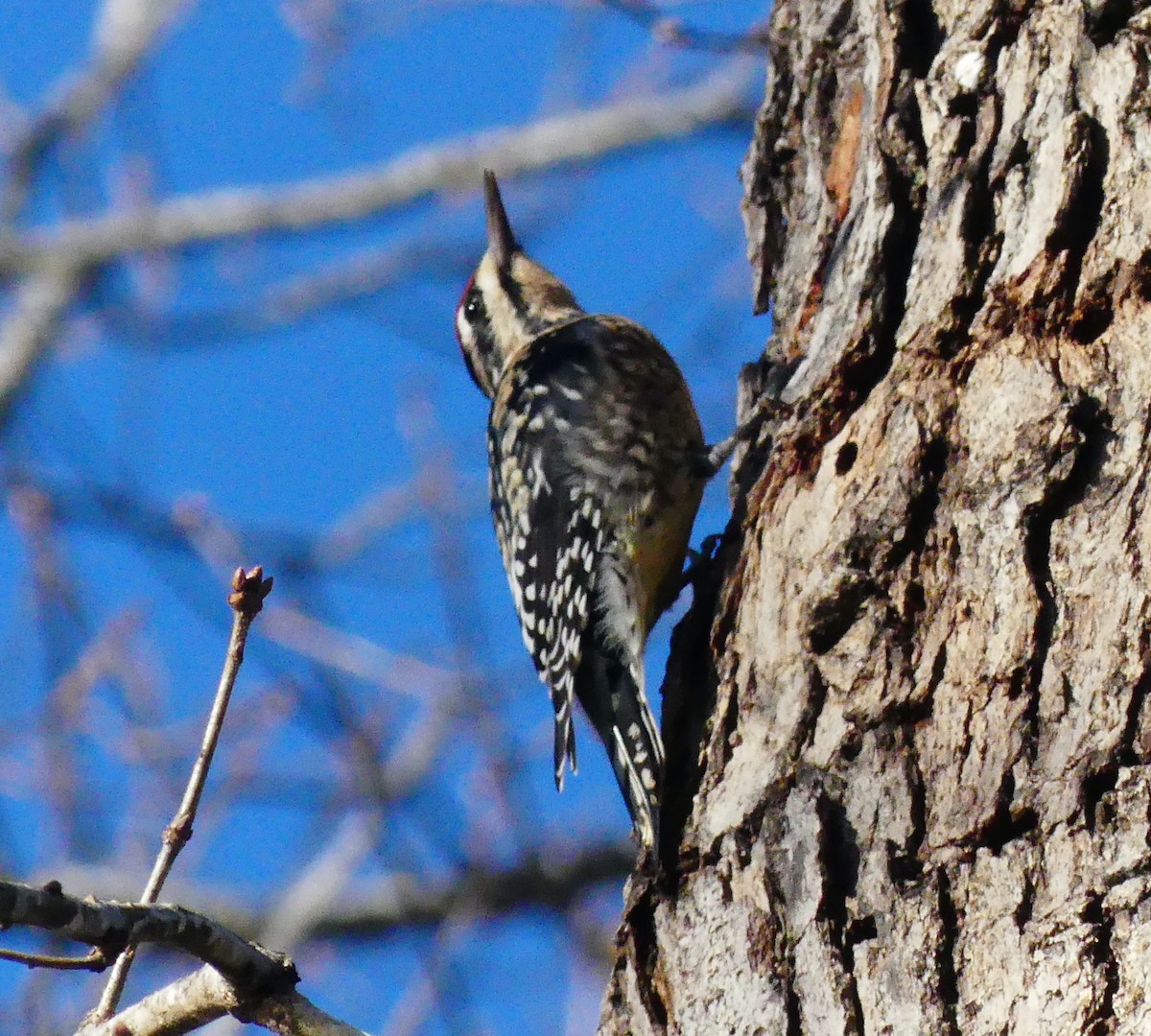 Yellow-bellied Sapsucker - ML647661280