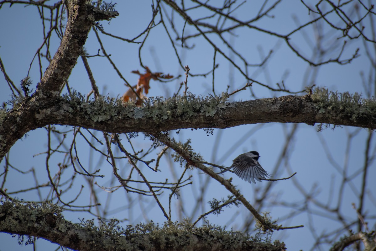 Гаїчка світлокрила - ML647661290