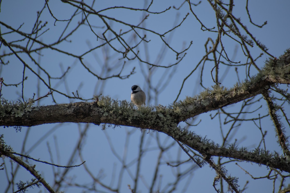 Гаїчка світлокрила - ML647661291