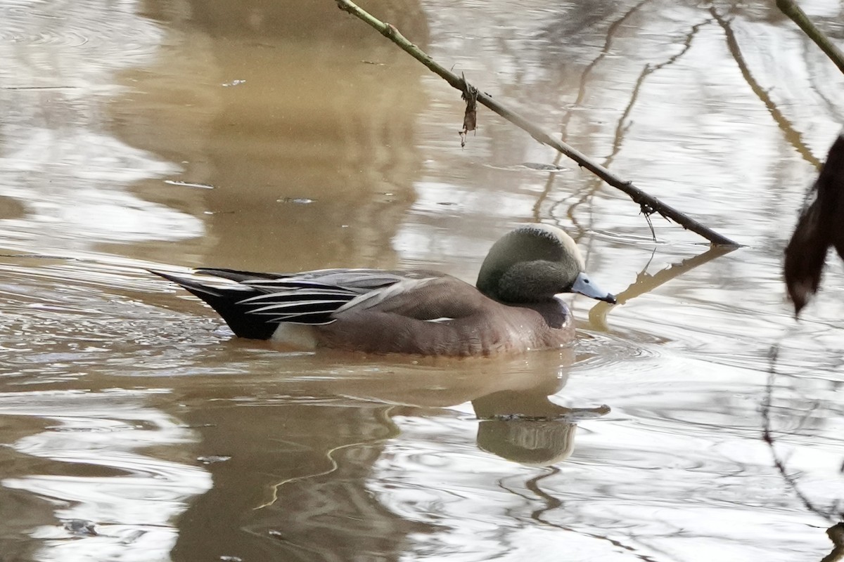 Canard d'Amérique - ML647661293