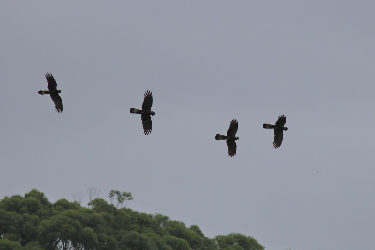 Какатоїс жовтохвостий - ML647661296