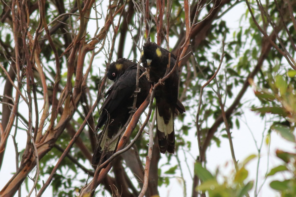 Какатоїс жовтохвостий - ML647661297