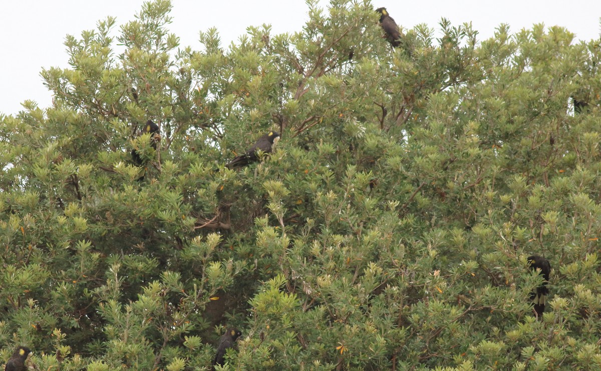 Какатоїс жовтохвостий - ML647661298