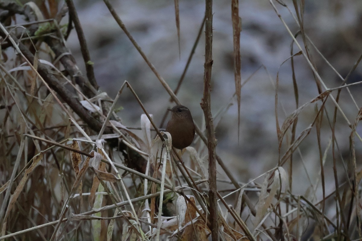 Волоочко кордильєрське - ML647661299