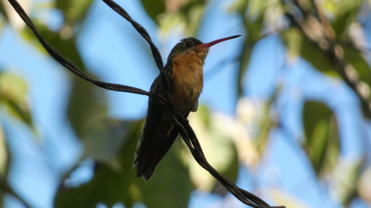 Амазилія руда - ML647661300