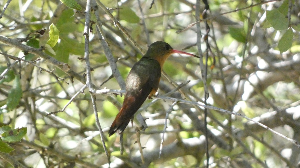 Амазилія руда - ML647661301