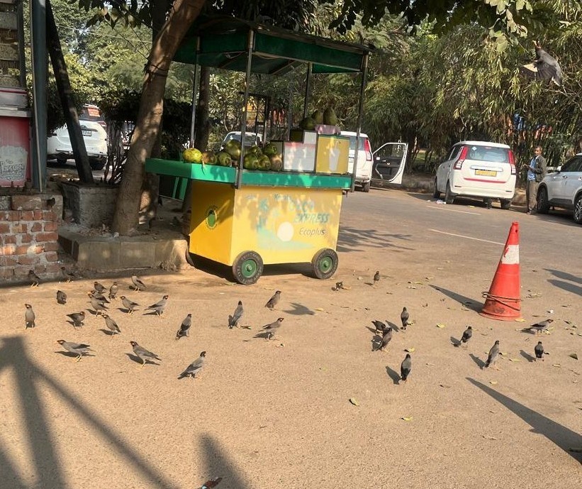 Майна берегова - ML647661302