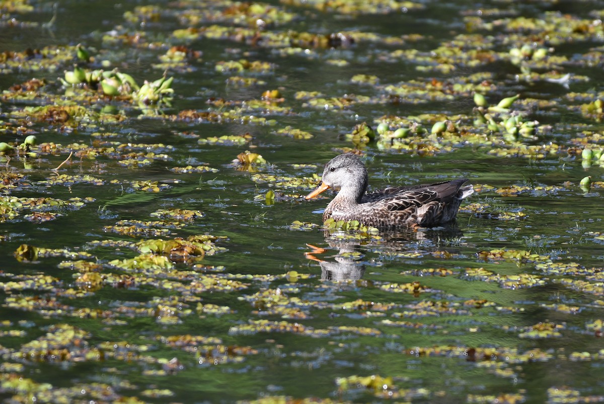 Нерозень - ML647661303