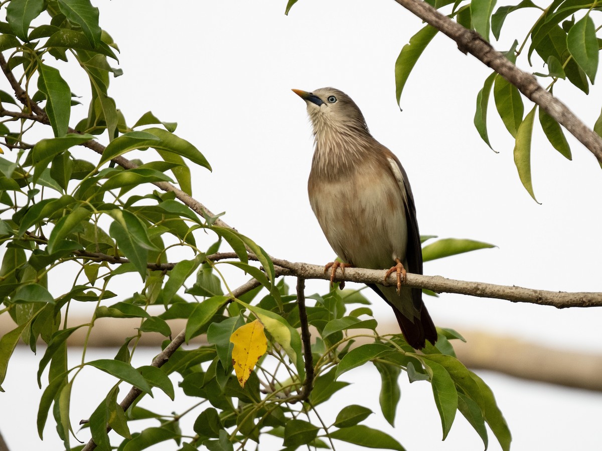 Шпачок сіроголовий - ML647661304