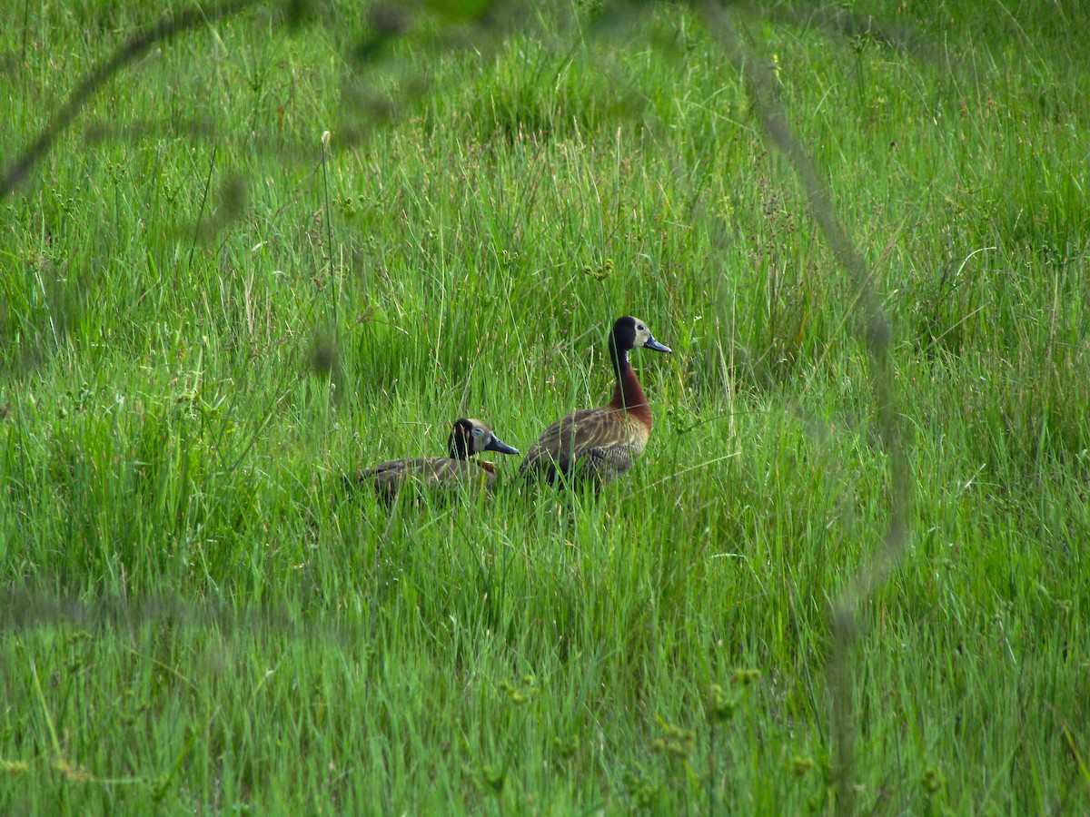 Свистач білоголовий - ML647661305