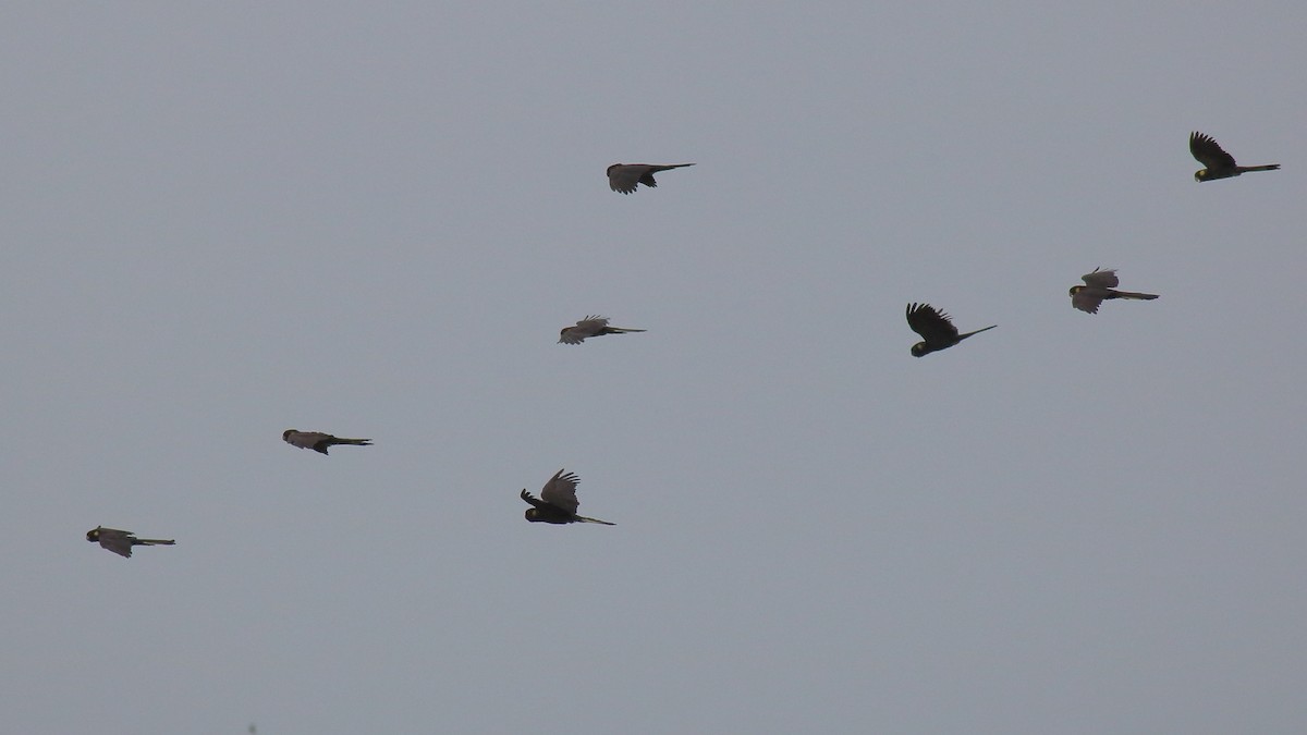 Какатоїс жовтохвостий - ML647661306