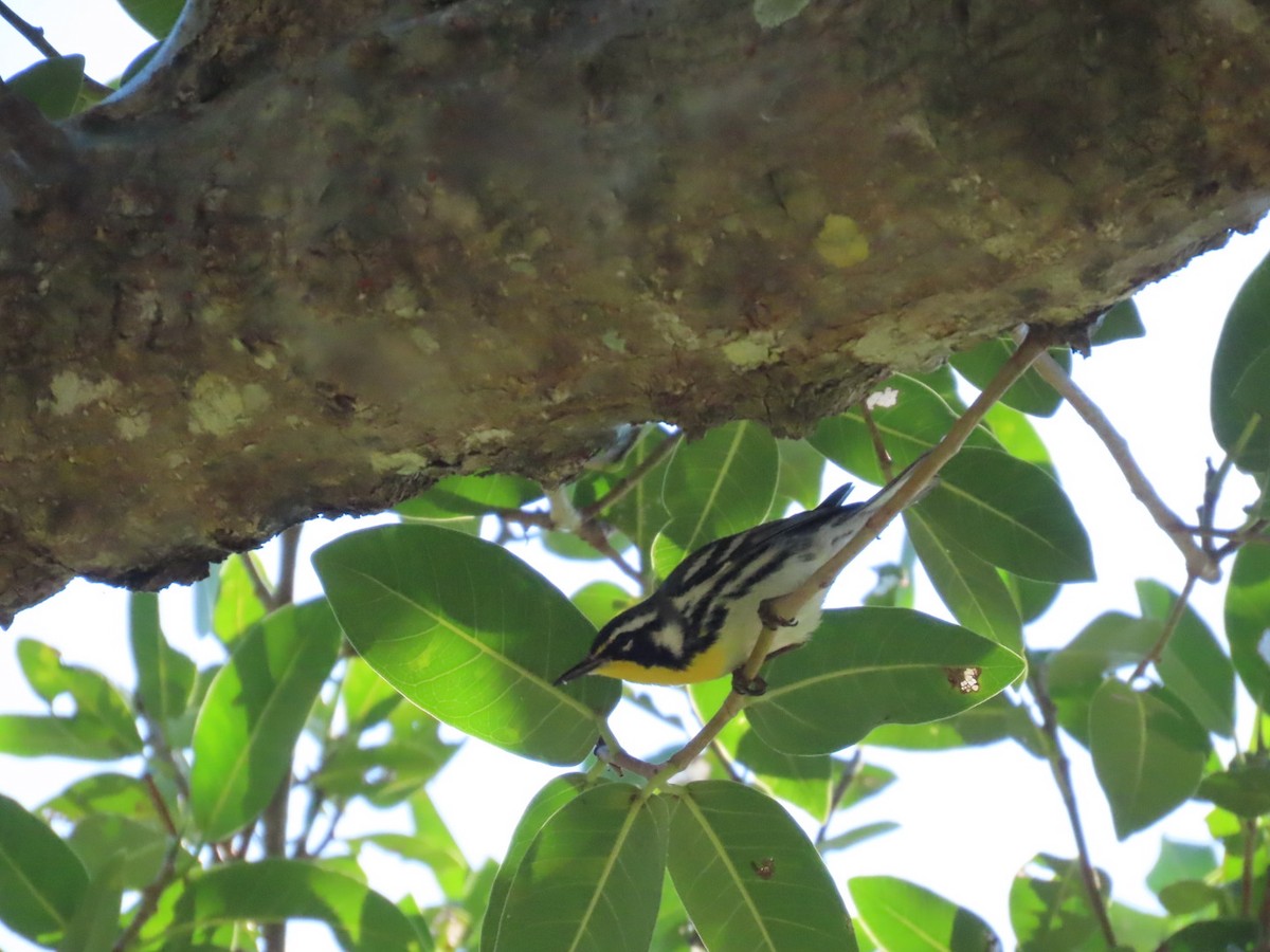 Пісняр-лісовик чорнощокий - ML647661307