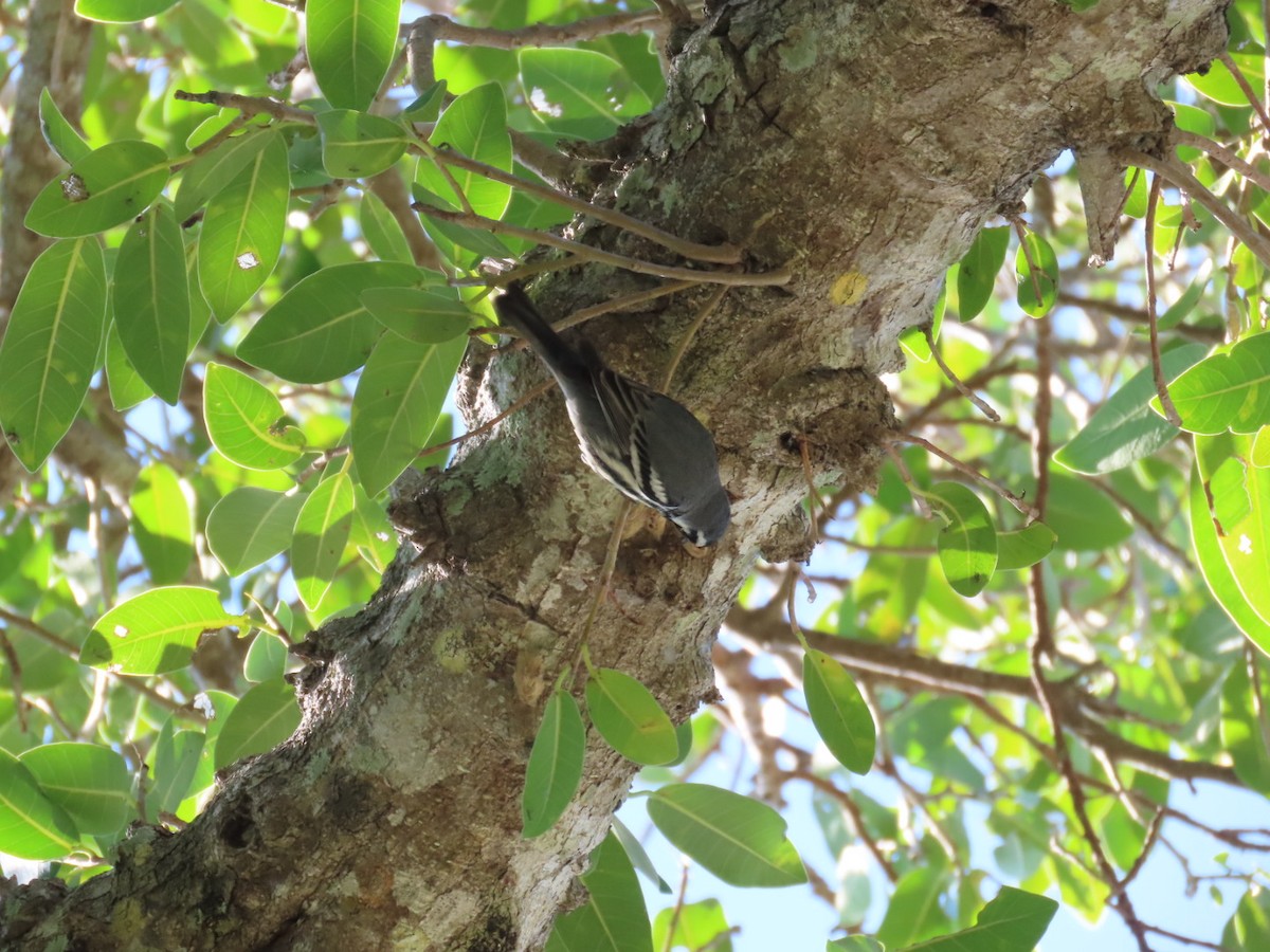Пісняр-лісовик чорнощокий - ML647661308