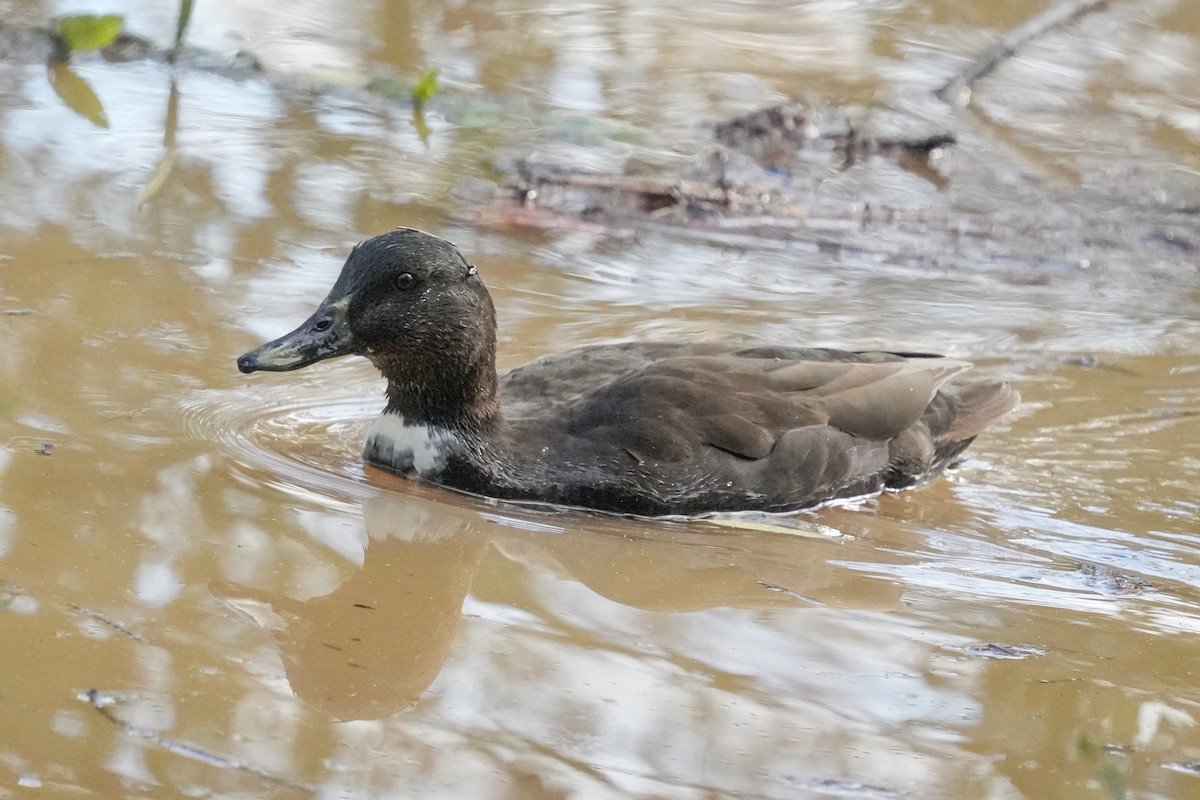 Крижень (свійський) - ML647661309