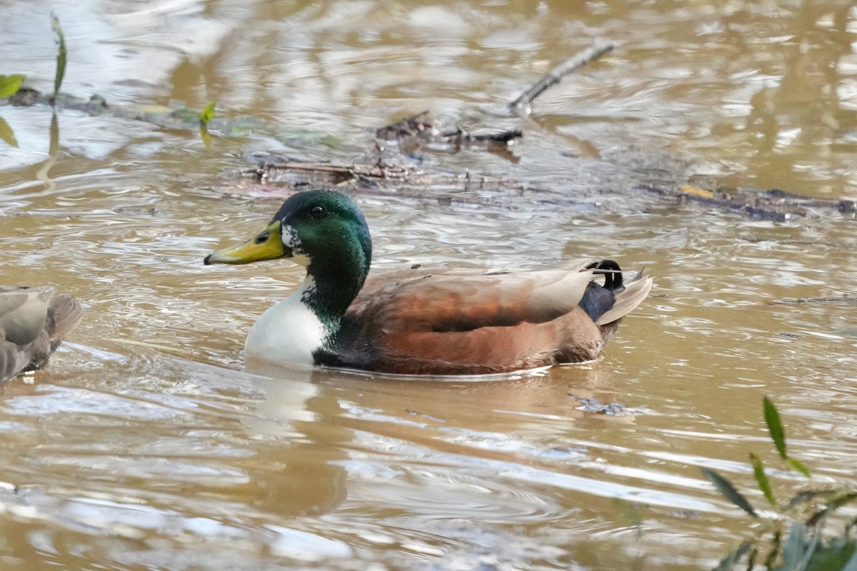 Крижень (свійський) - ML647661310