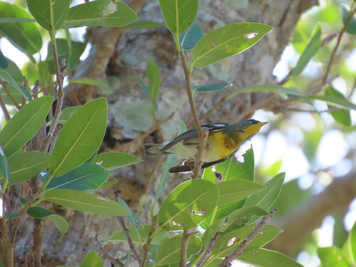 Пісняр північний - ML647661311