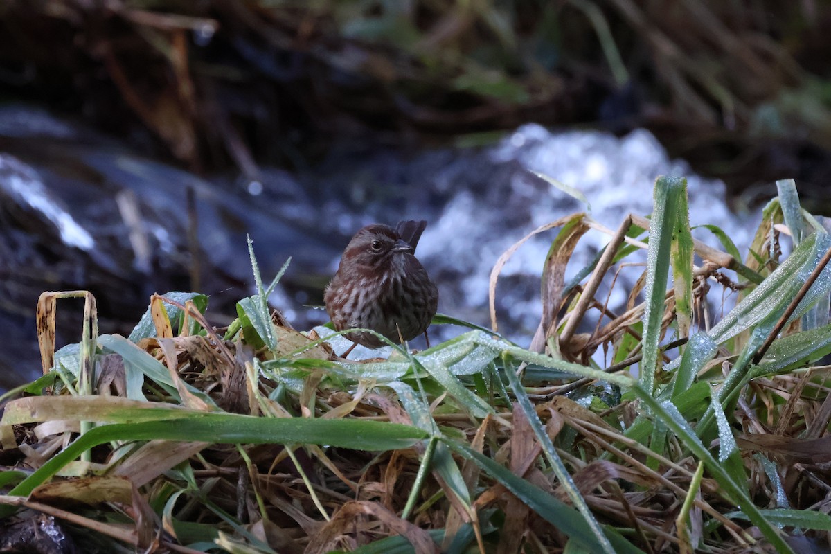 Пасовка співоча - ML647661312