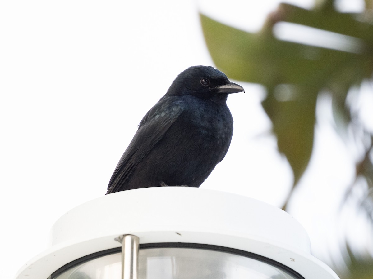 Дронго чорний - ML647661313