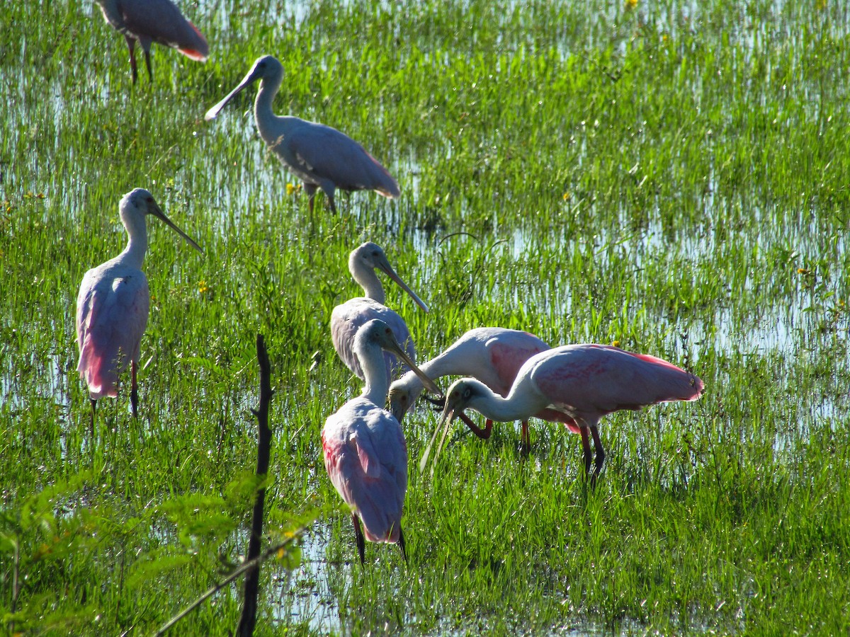 Косар рожевий - ML647661314