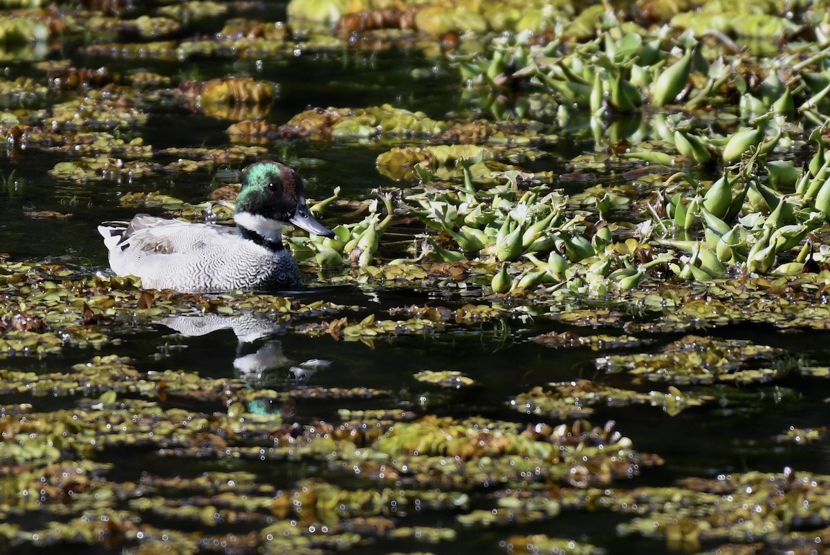 Качка далекосхідна - ML647661315