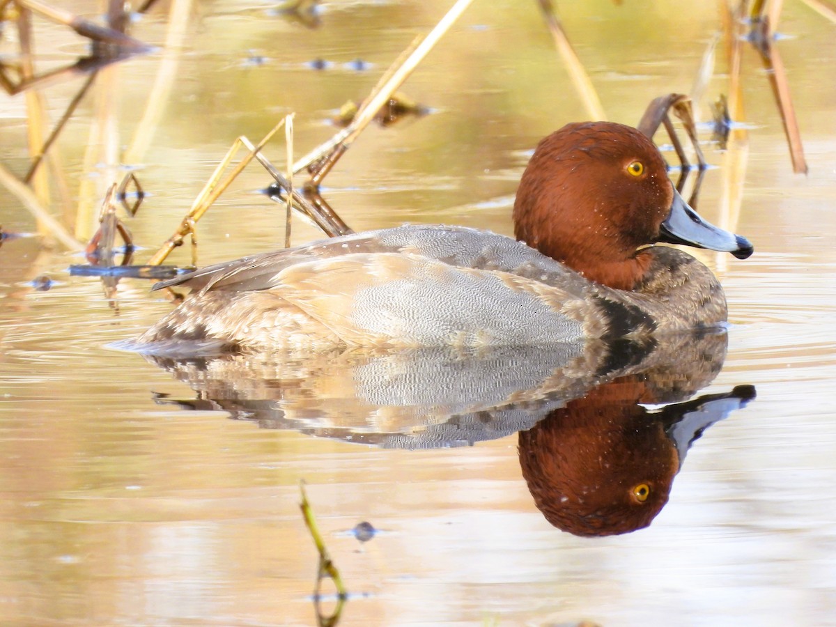 Попелюх американський - ML647661316