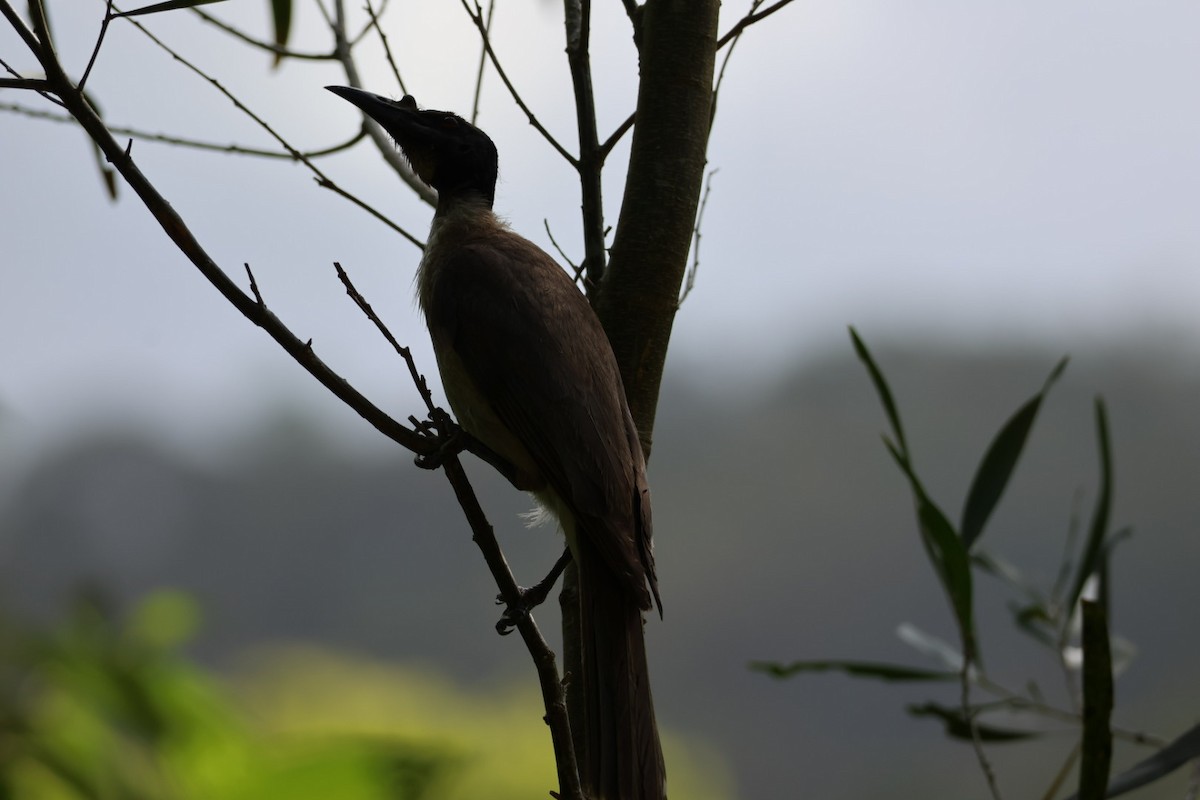 Медівник гологоловий - ML647661319