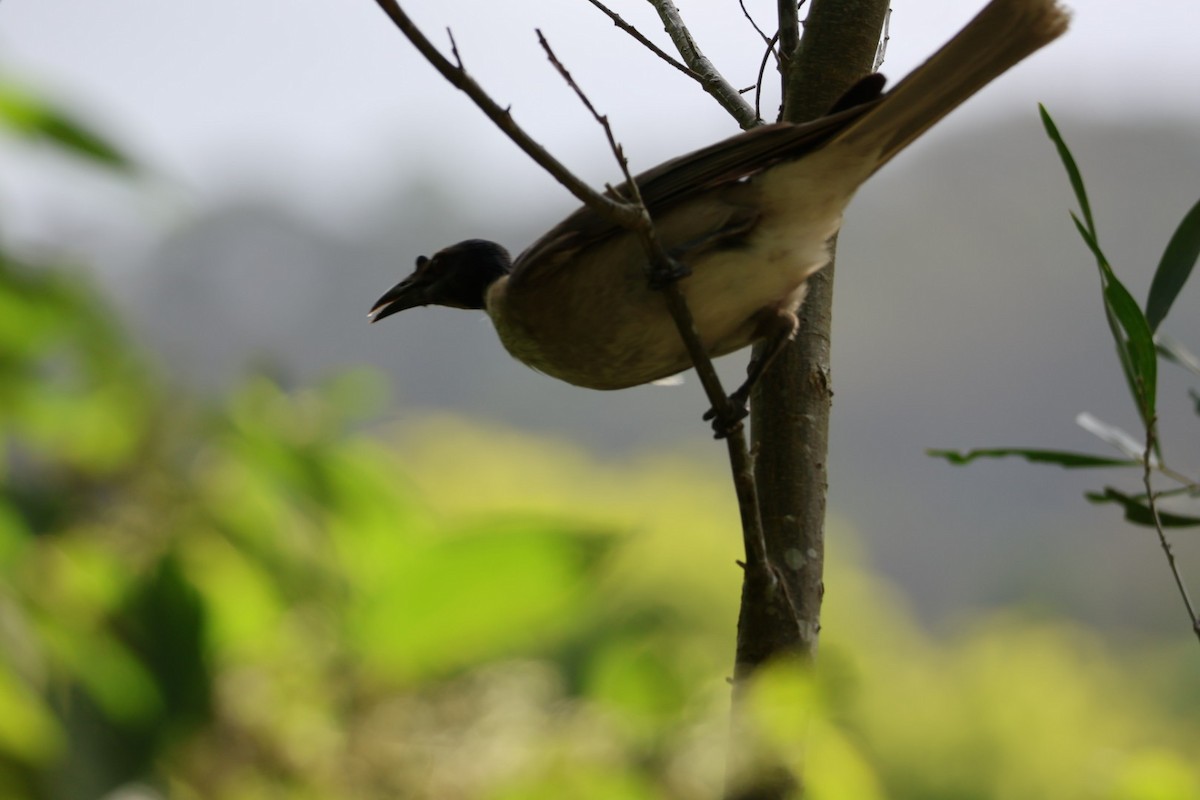 Медівник гологоловий - ML647661320