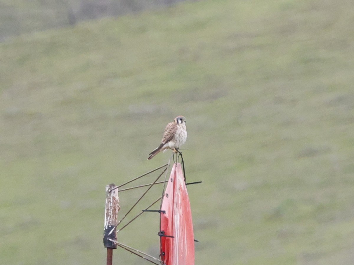 Боривітер американський - ML647661321