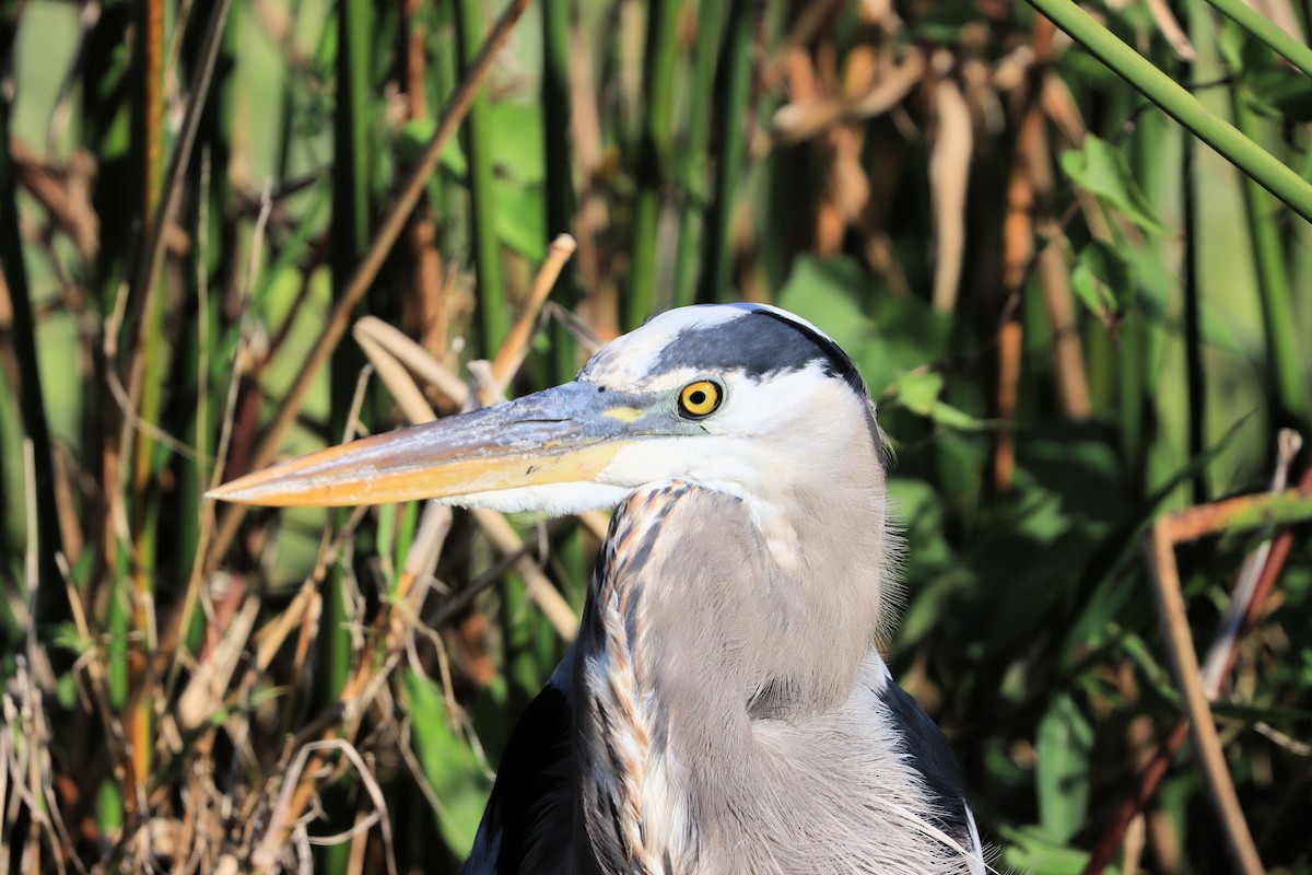 Great Blue Heron - ML647661328