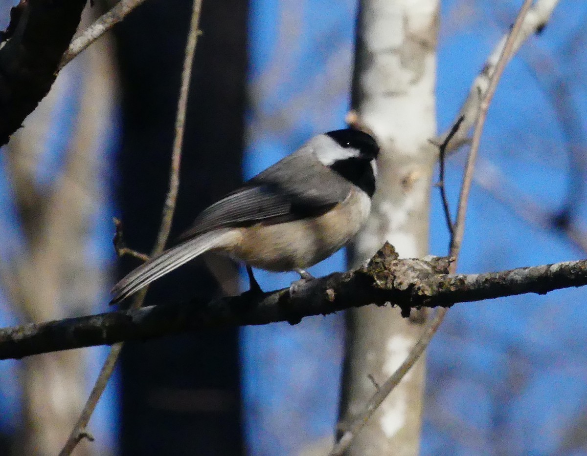 Carolina Chickadee - ML647661351