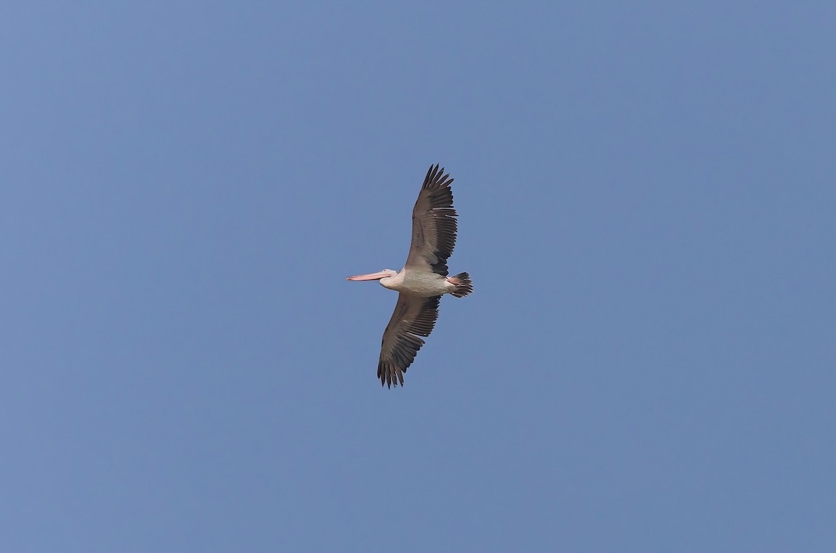 Hint Pelikanı - ML647661359