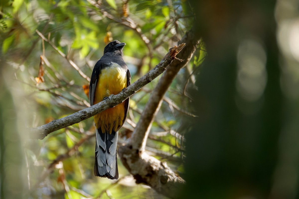 Citreoline Trogon - ML647661365