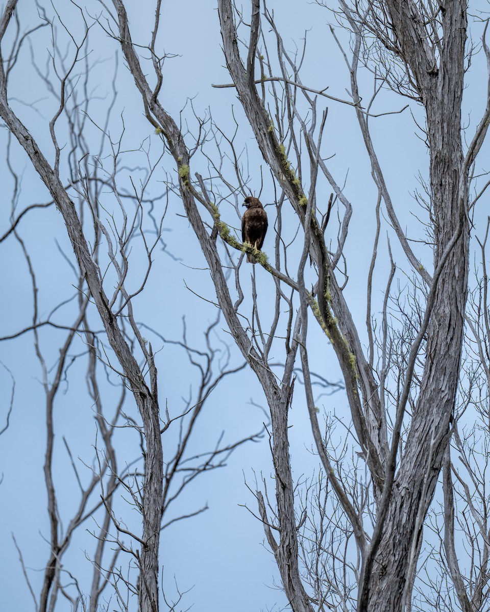 Hawaiian Hawk - ML647661374