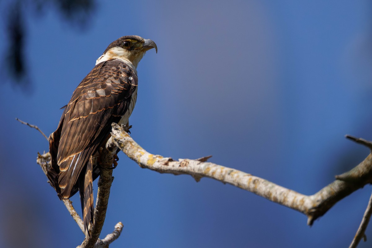 Hook-billed Kite - ML647661387