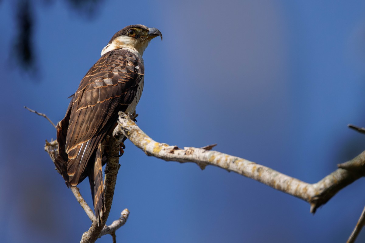 Hook-billed Kite - ML647661388