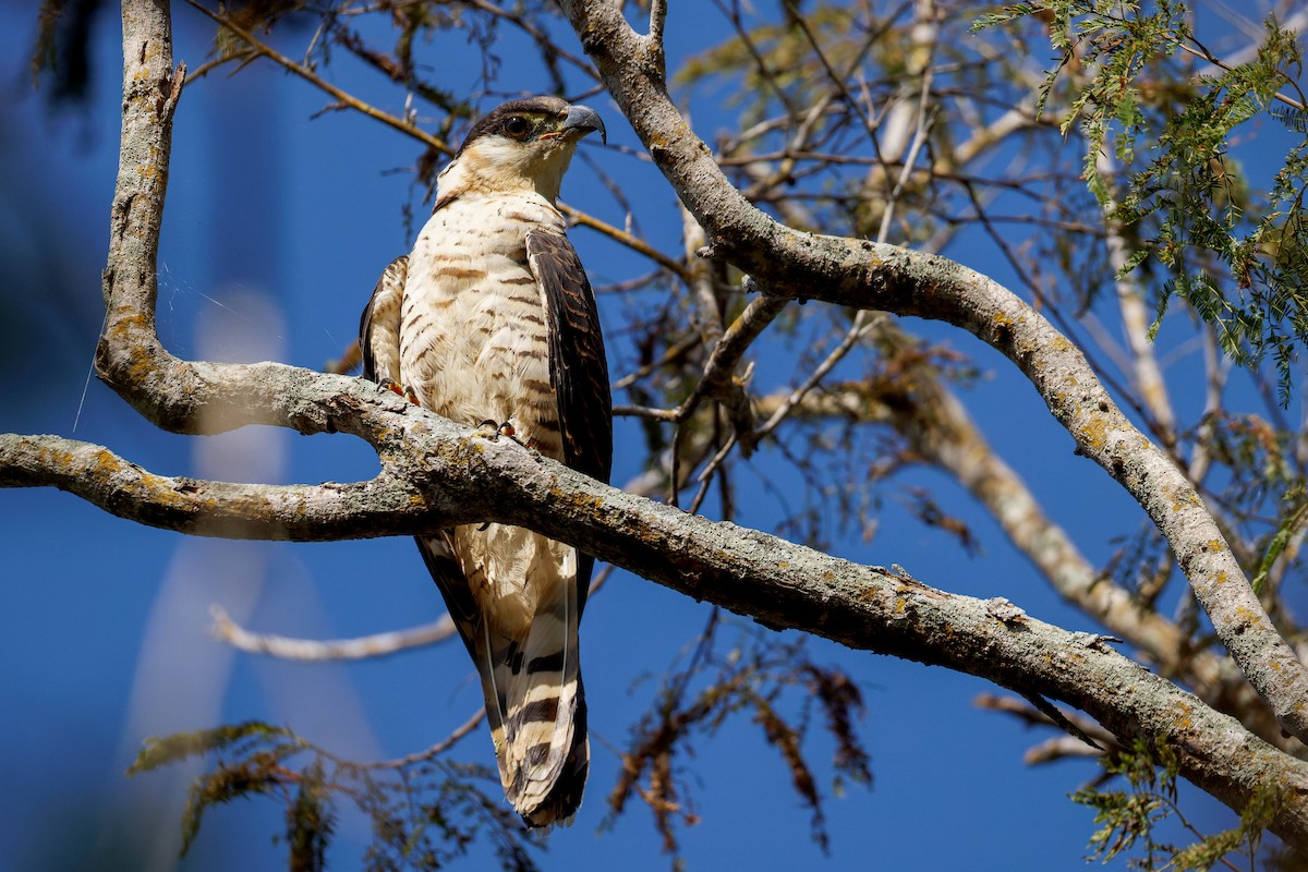Hook-billed Kite - ML647661389