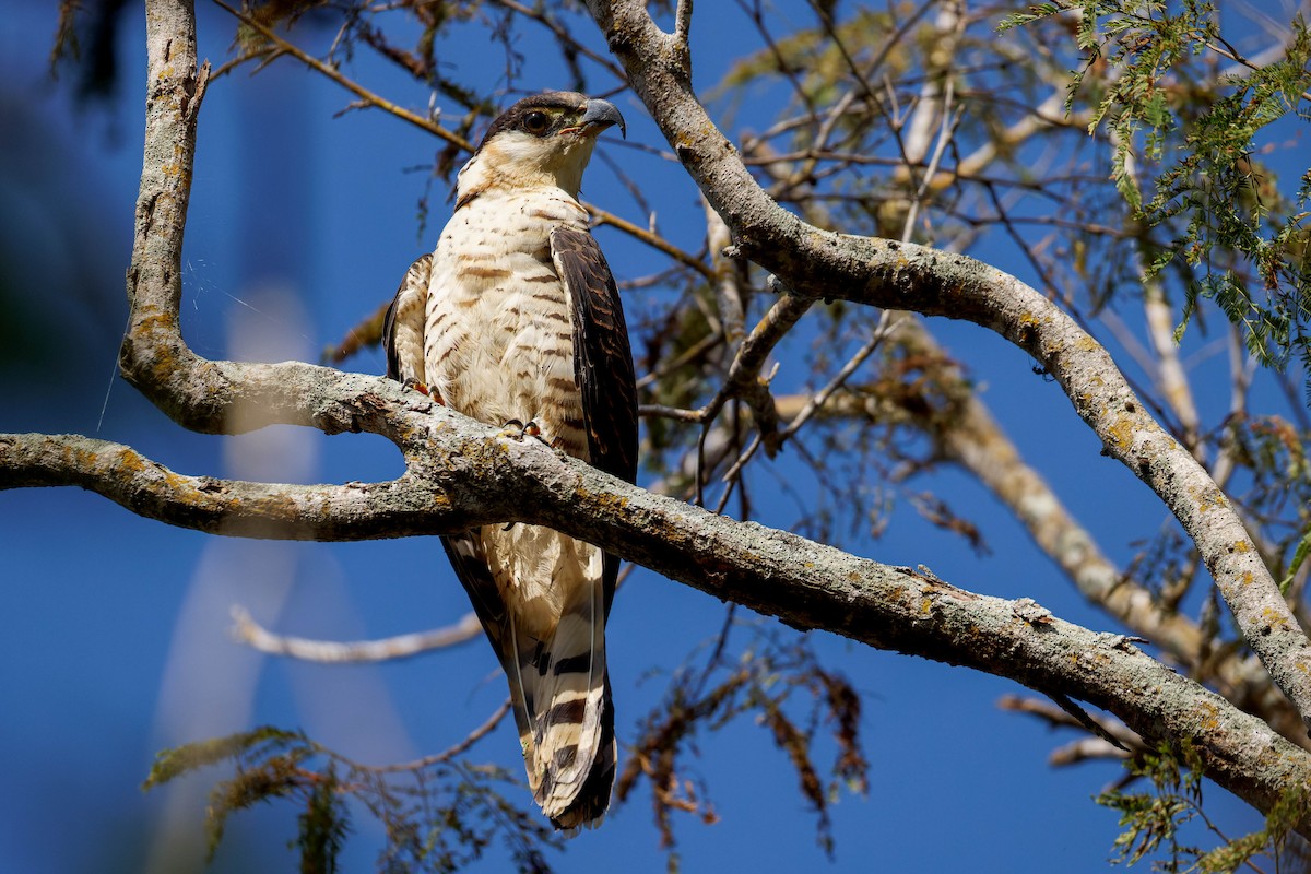 Hook-billed Kite - ML647661390