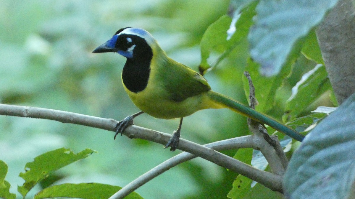 Green Jay - ML647661396