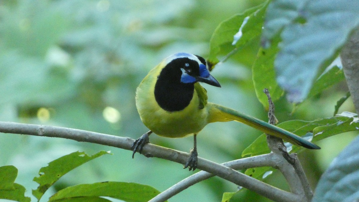 Green Jay - ML647661397