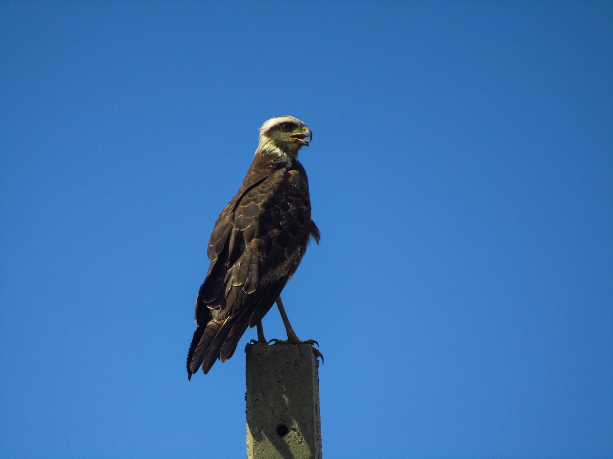 Busardo Sabanero - ML647661400