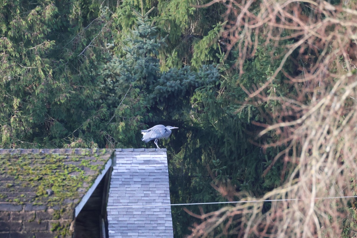 Great Blue Heron - ML647661429