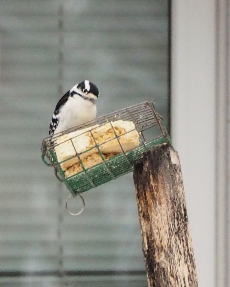 Downy Woodpecker - ML647661450