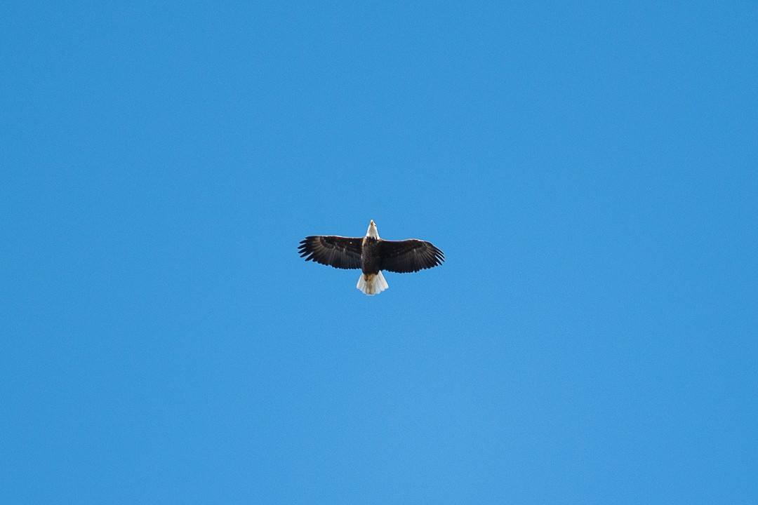 עיטם לבן-ראש - ML647661461