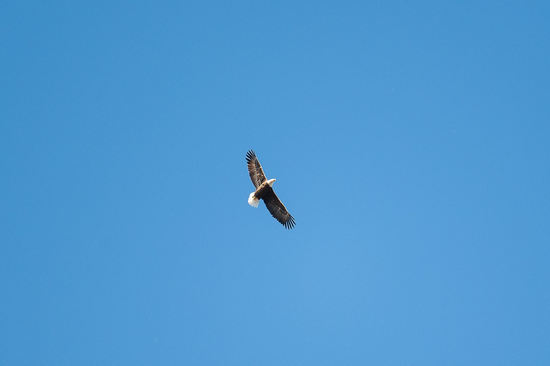 עיטם לבן-ראש - ML647661475